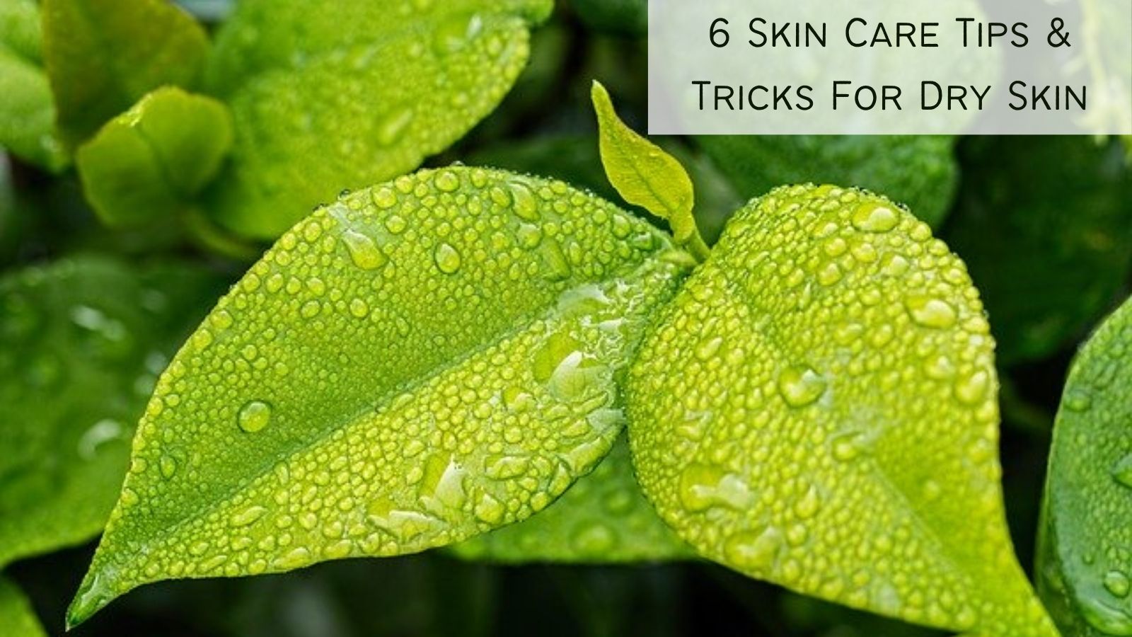 6 Skin Care Tips And Tricks - Dew Drops On Leaves