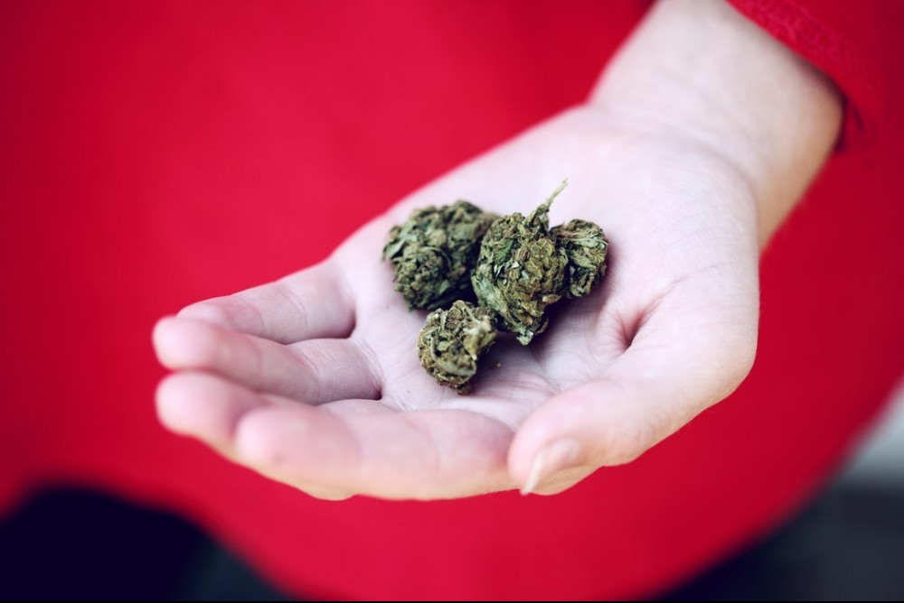 cannabis buds in man's hand