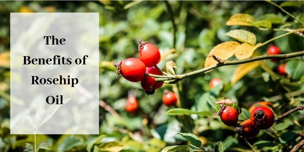 The Benefits Of Rosehip Oil For The Skin - Rosehips